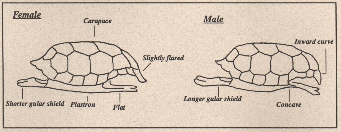 female russian tortoise
